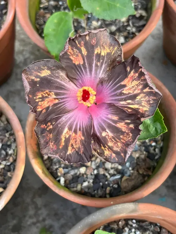 Taiwan_Hibiscus_Printed_Organic_Plant