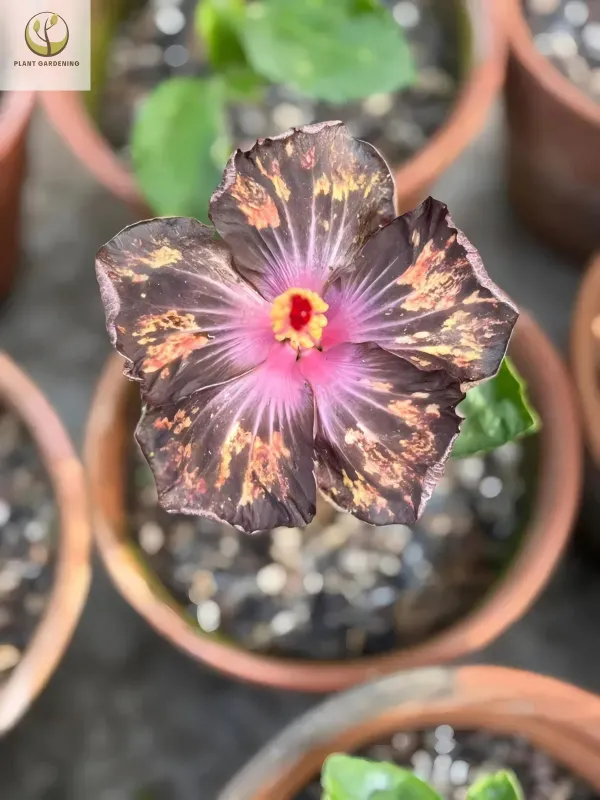 Taiwan_Hibiscus_Printed_Organic_Plant