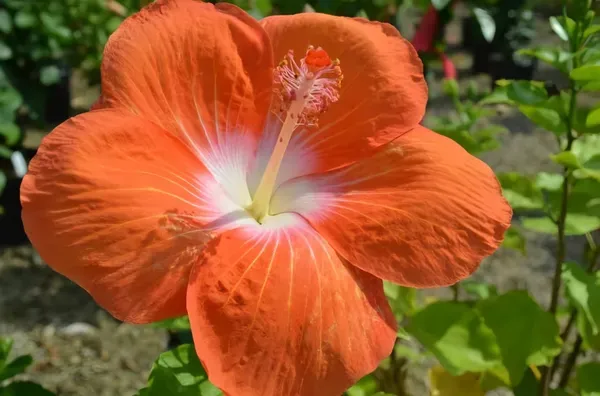 Orange_White_Hibiscus_Organic_Plant