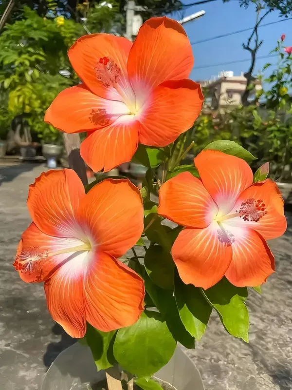 Orange_White_Hibiscus_Organic_Plant