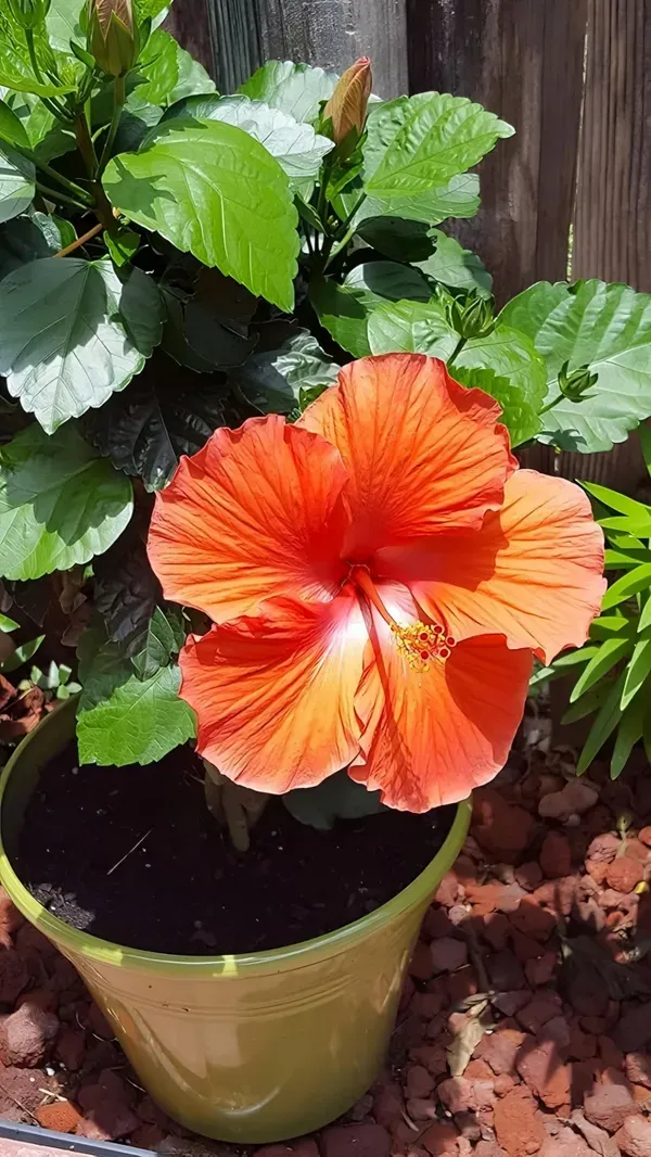 Orange_White_Hibiscus_Organic_Plant