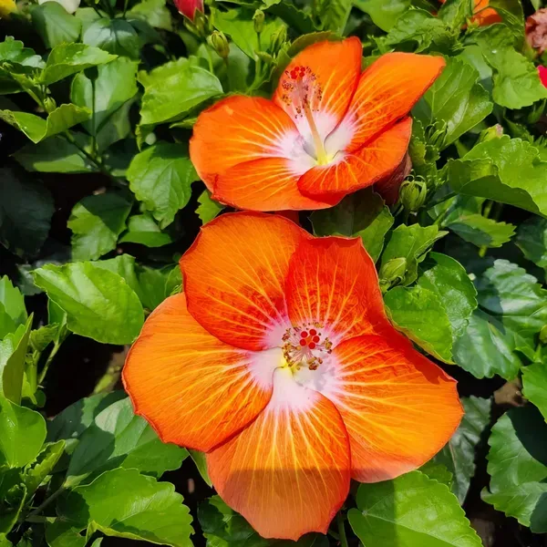 Orange_White_Hibiscus_Organic_Plant