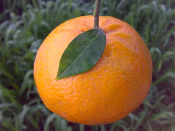 Punjab_Kinnu_Orange_Organic_Plant
