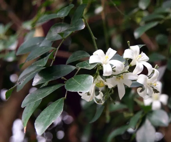 Madhu_Kamini_Flower_Plant_Organic