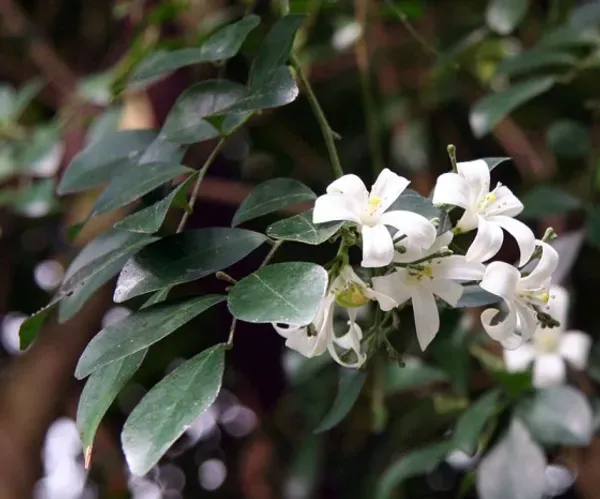 Madhu_Kamini_Flower_Plant_Organic