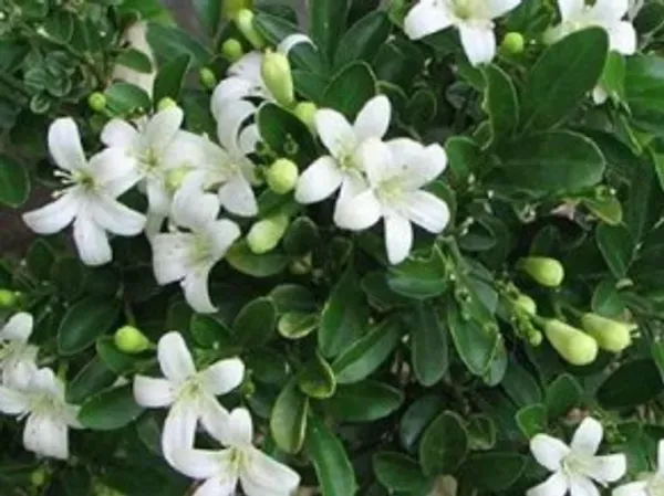 Madhu_Kamini_Flower_Plant_Organic