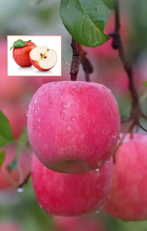 Dwarf_Veriety_Apple_Plant_Organic