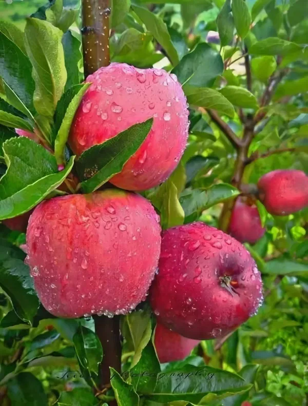 Dwarf_Veriety_Apple_Plant_Organic
