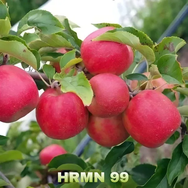 Dwarf_Veriety_Apple_Plant_Organic