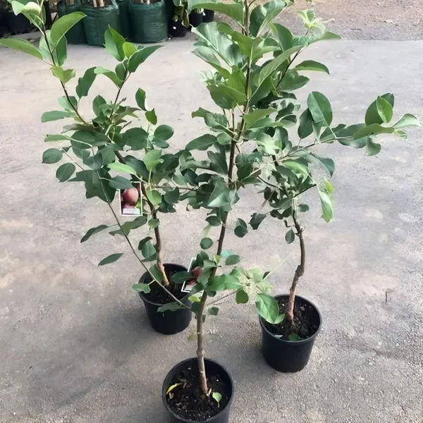 Dwarf_Veriety_Apple_Plant_Organic