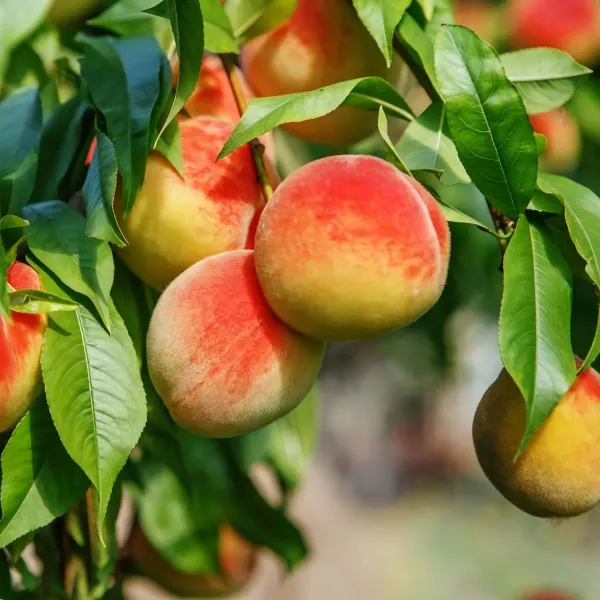 Peach_Dwarf__Organic_Ornamental_Plant_For_Home