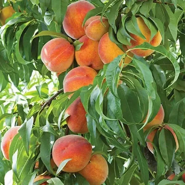 Peach_Dwarf__Organic_Ornamental_Plant_For_Home