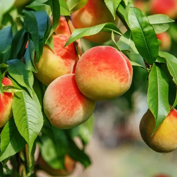 Peach_Dwarf__Organic_Ornamental_Plant_For_Home