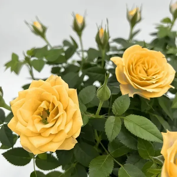 Yellow_Rose_Fragnant_Organic_Plant