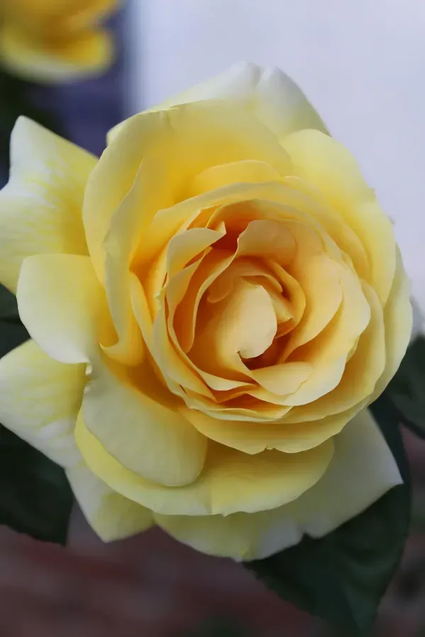 Yellow_Rose_Fragnant_Organic_Plant