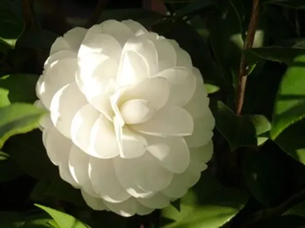 Camelia_Flower_Plant_Organic_Camellia