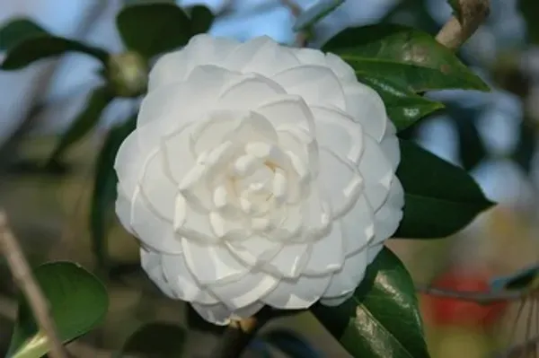 Camelia_Flower_Plant_Organic_Camellia