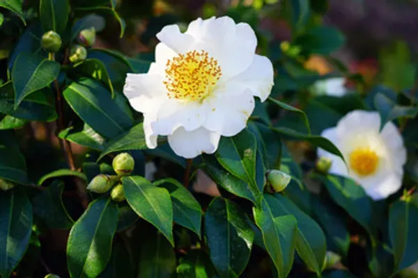 Camelia_Flower_Plant_Organic_Camellia