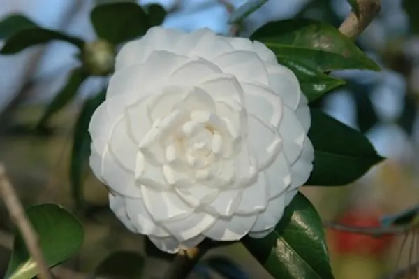 Camelia_Flower_Plant_Organic_Camellia