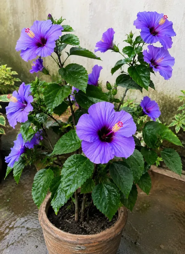 Bluebird_Hibiscus_Premium_Flowering_Organic