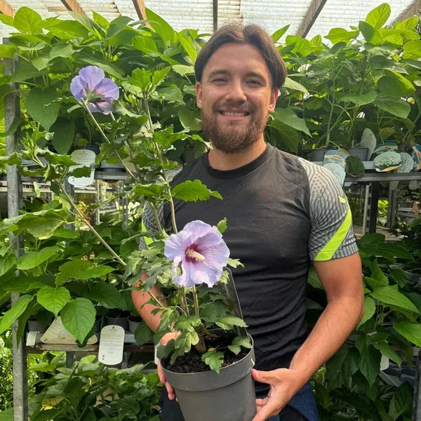 Bluebird_Hibiscus_Premium_Flowering_Organic