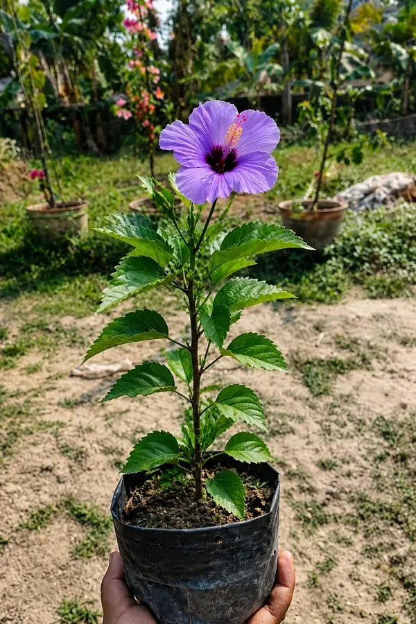 Bluebird_Hibiscus_Premium_Flowering_Organic
