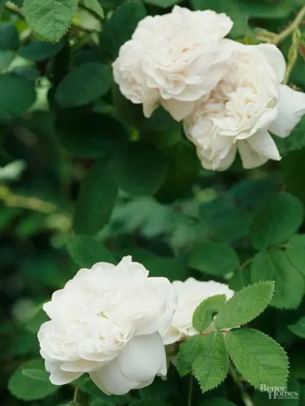 White_Rose_Fragnant_Organic_Plant