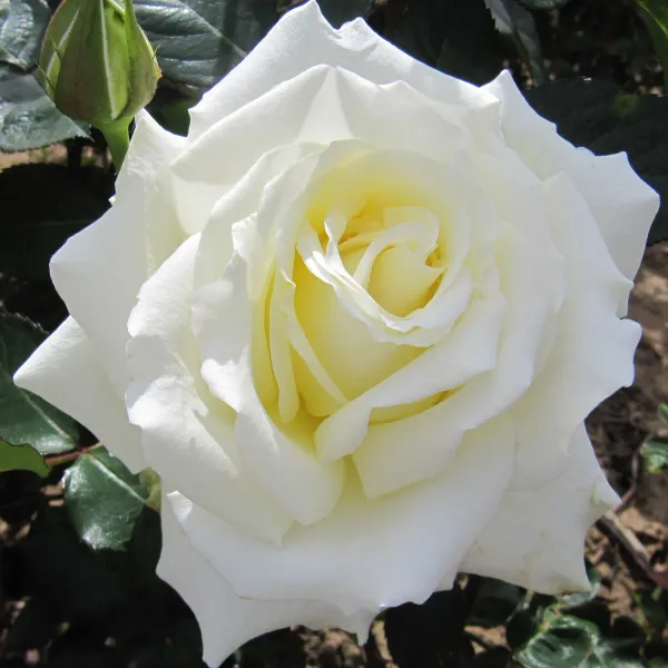 White_Rose_Fragnant_Organic_Plant