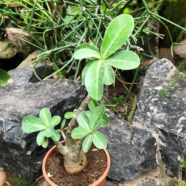 Delight_Addenium_Organic_Adenium_Plant