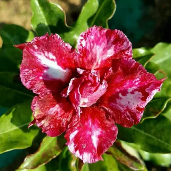 Delight_Addenium_Organic_Adenium_Plant