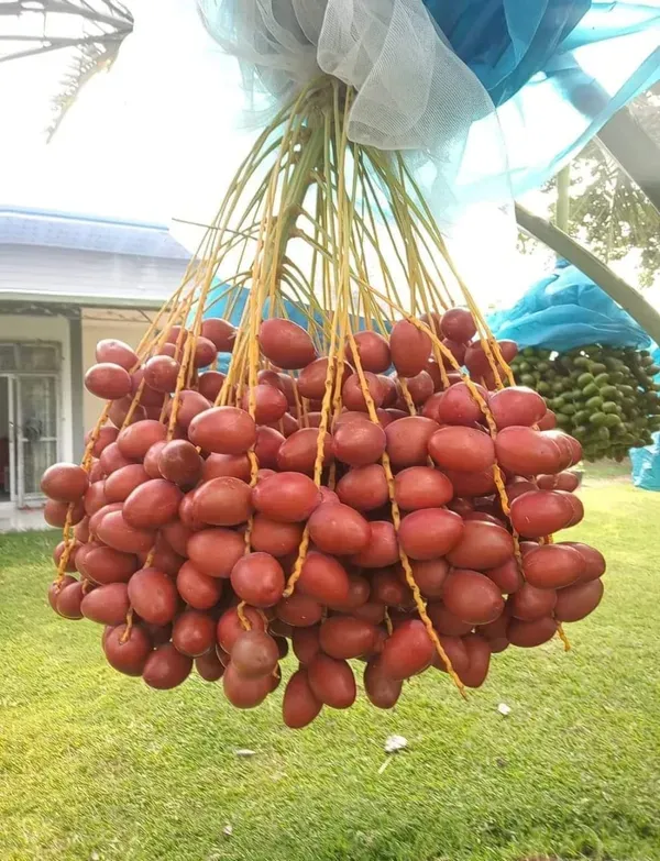 Deglet_Veriety_Organic_Palm_Plant