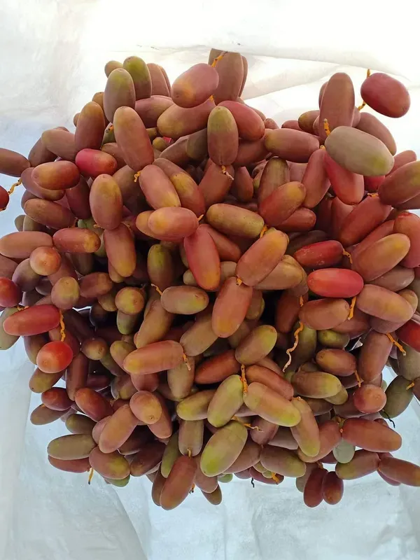 Deglet_Veriety_Organic_Palm_Plant