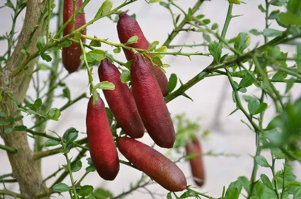 Finger_Lemon_Ornamental_Organic_Plant