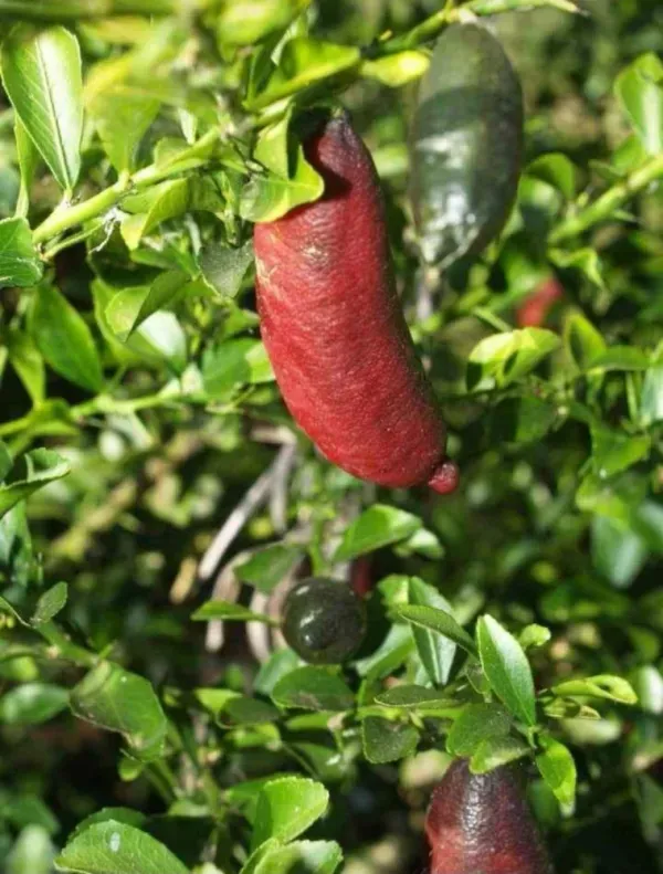 Finger_Lemon_Ornamental_Organic_Plant