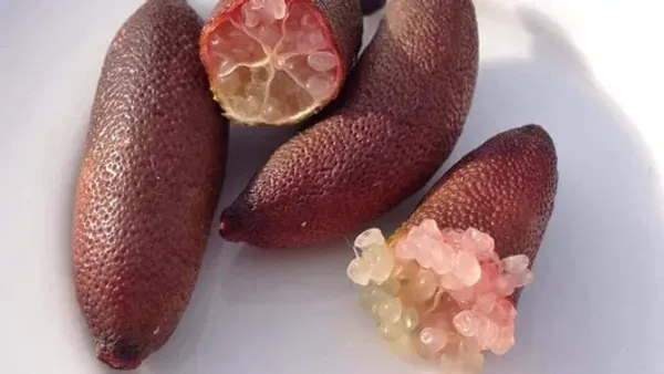 Finger_Lemon_Ornamental_Organic_Plant