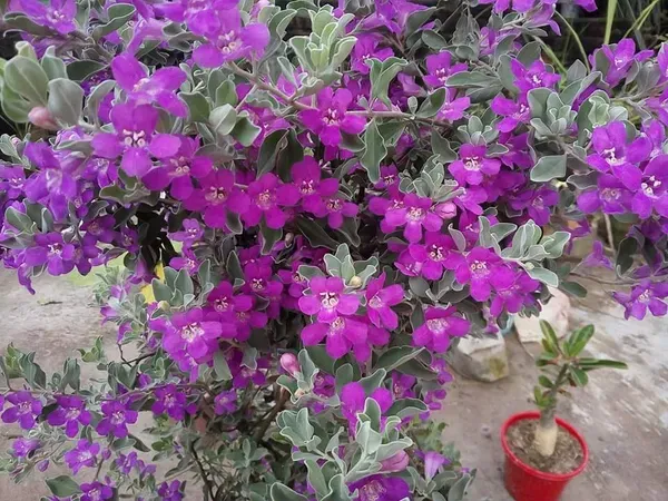 Silver_Queen_Flower_Plant_Organic
