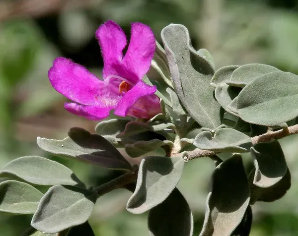 Silver_Queen_Flower_Plant_Organic
