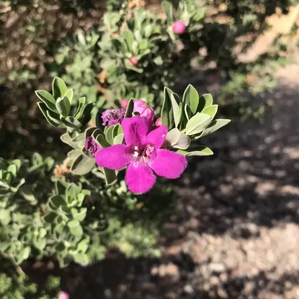 Silver_Queen_Flower_Plant_Organic