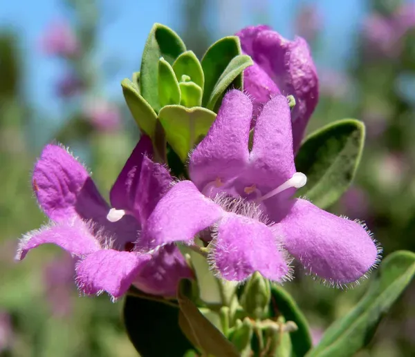 Silver_Queen_Flower_Plant_Organic