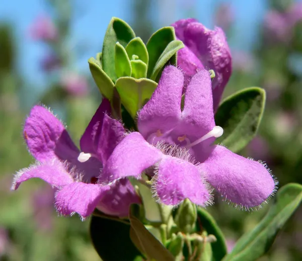 Silver_Queen_Flower_Plant_Organic