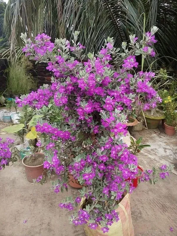 Silver_Queen_Flower_Plant_Organic