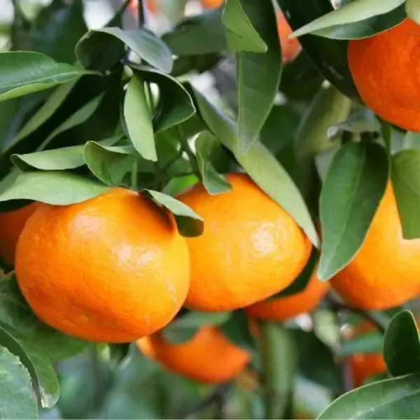 Dancy_Orange___Organic_Plant_For_Home
