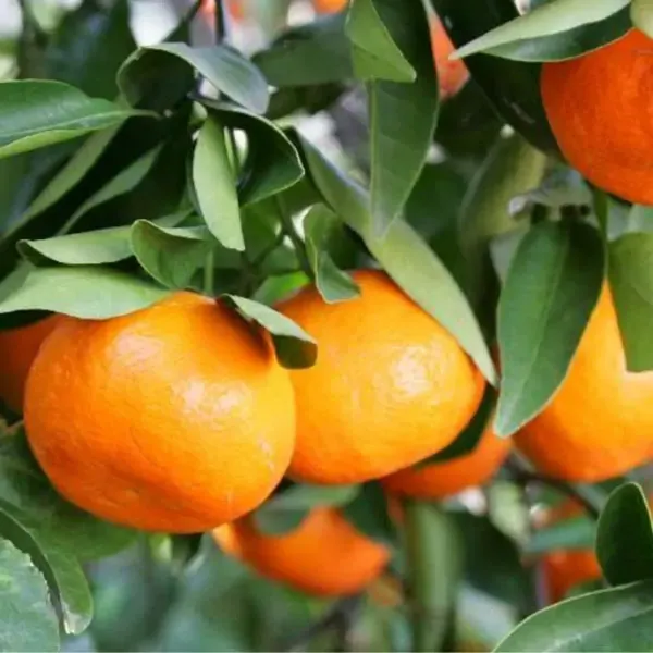 Dancy_Orange___Organic_Plant_For_Home