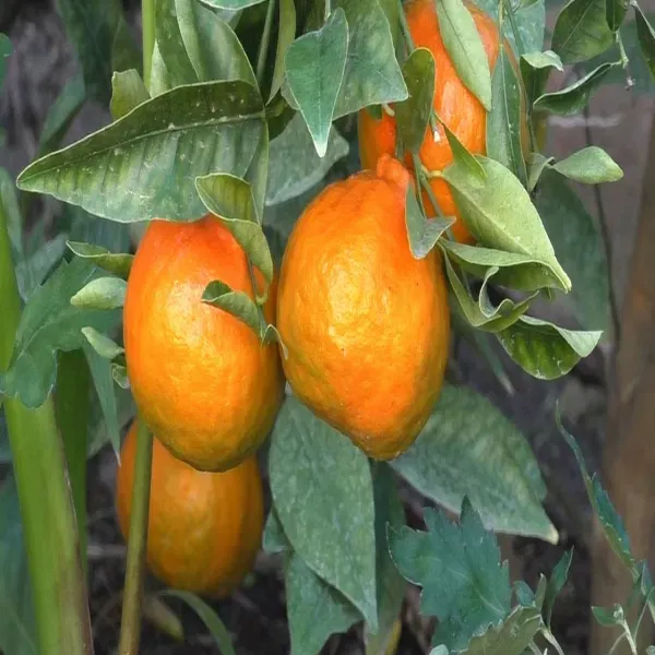 Dancy_Orange___Organic_Plant_For_Home