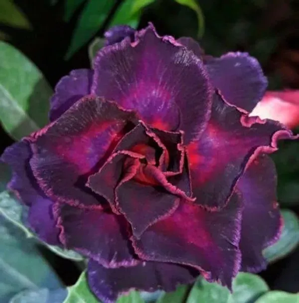 Rosey_Veriety_Adenium_Organic_Plant