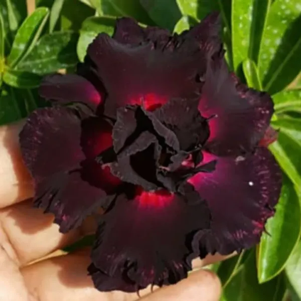 Rosey_Veriety_Adenium_Organic_Plant