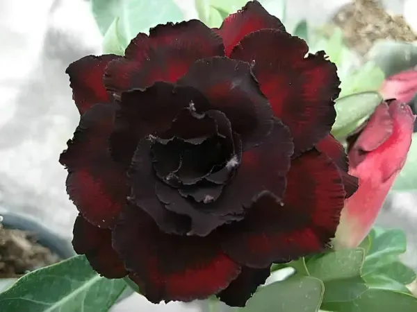 Rosey_Veriety_Adenium_Organic_Plant