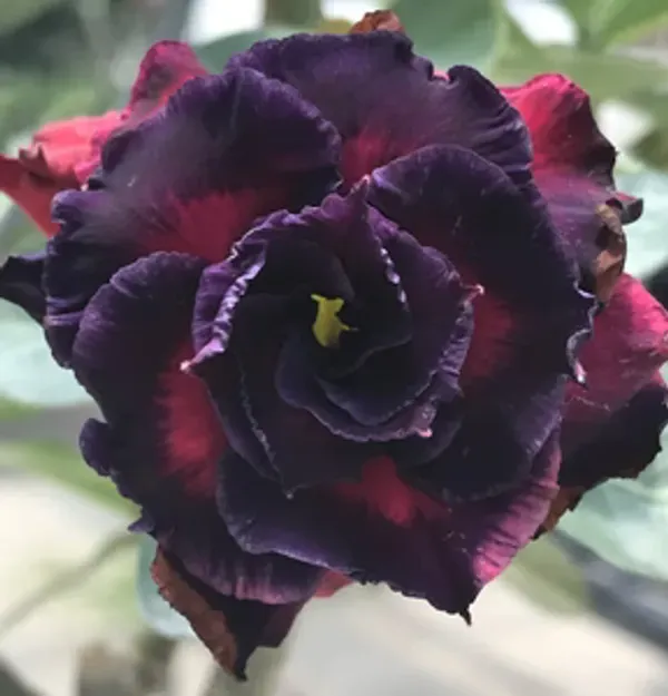 Rosey_Veriety_Adenium_Organic_Plant