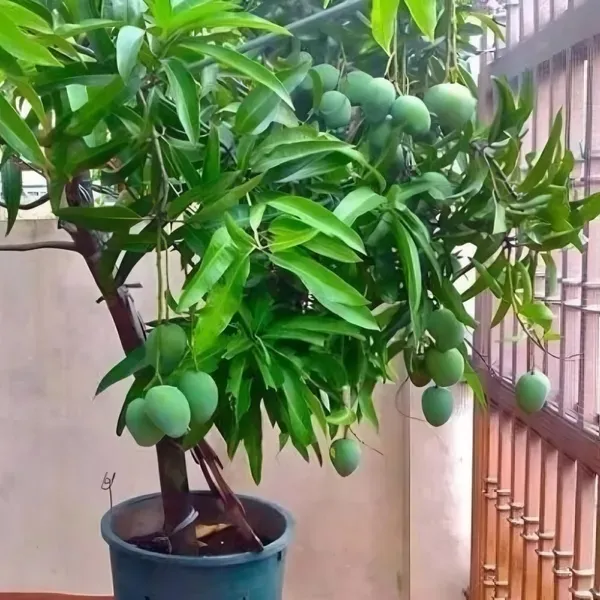 Ornamental_Time_Mango_Plant_Organic