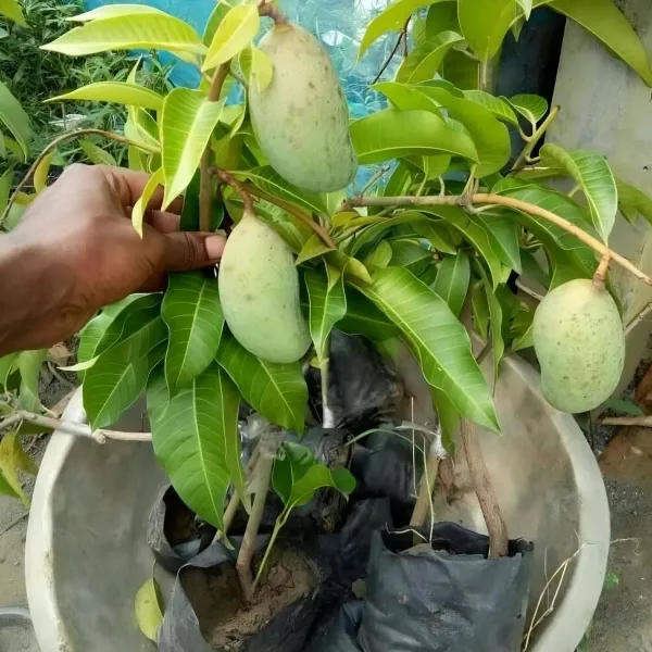 Ornamental_Time_Mango_Plant_Organic